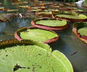 Victoria Regia Source: flickr.com by mauroguanandi